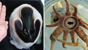 18 фотографий животных с весьма необычными улыбками, которые больше пугают, чем радуют