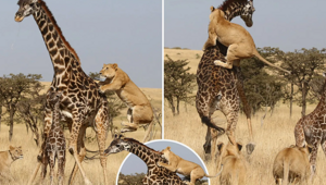 Жираф: 5 секретов гиганта