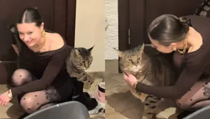 Огромный кот, которого хочется обнимать