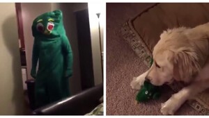 Мужчина надел костюм в виде любимой игрушки своего пса