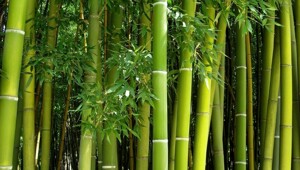 Почему бамбук растет так быстро?