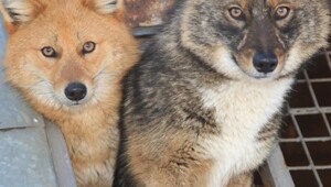 Шалайка: секретная русская суперсобака с генами шакала, которую не купишь за любые деньги