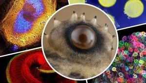 10 захватывающих микрофотографий: красота природы, скрытая от глаз