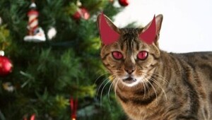 Кошачий саботаж: почему ваши пушистые террористы превращают новогоднюю ёлку в поле боя