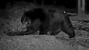 Упитанный белогрудый медведь готовится к спячке