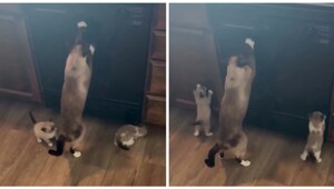 Кошка учит котят точить когти