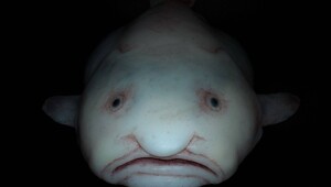 Рыба-капля: морской обитатель с лицом грустного старика