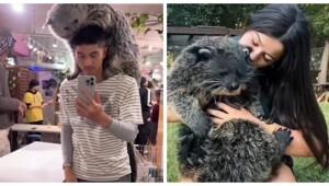 Бинтуронг — зверёк, который пахнет попкорном