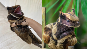 Большой ушастый козодой: жуткая птица невероятной красоты