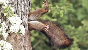 Забавные зверюшки