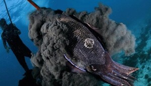 Чернила головоногих — одно из самых элегантных изобретений природы