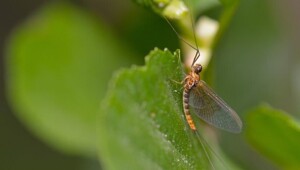 Какое живое существо никогда не ест?