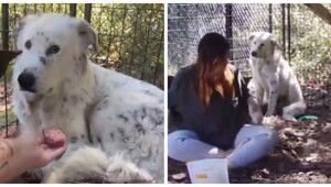 Пёс обрёл хозяев спустя годы жизни в приюте