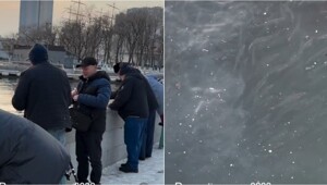 Во Владивостоке на Корабельной набережной  нашествие рыбы — люди уносят полные ведра добычи