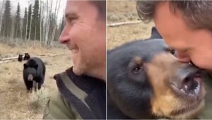 Черная медведица не забыла своего спасителя