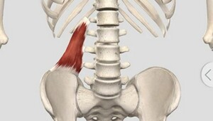 Пятница, самое время проверить квадратную мышцу!