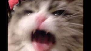 Забавные демотиваторы