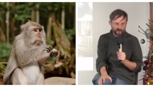 Не кормите диких обезьян