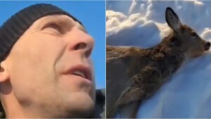 В Новосибирской области рыбак спас умирающую от холода косулю