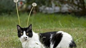 Намешалось