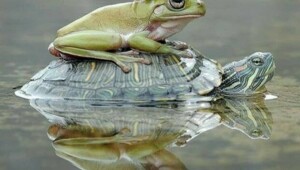 Намешалось