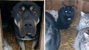 Рейдерский захват будки: коты оккупировали сторожевого пса