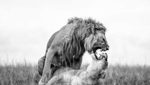 Monovisions Photography Awards 2025