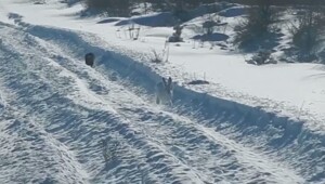 Заяц нашёл неожиданный способ спастись от соболя