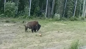 "Хорошая попытка": питбуль переоценил свои силы, когда решил "напасть" на бизона