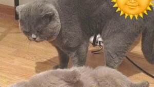 Тарелка улыбатора