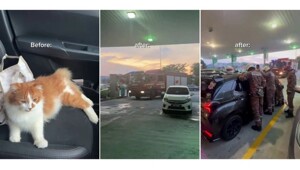 Пожарные освободили котика