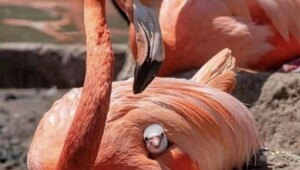 На общую тему&nbsp;