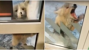 Агрессивная лиса укусила женщину и напугала посетителей магазина