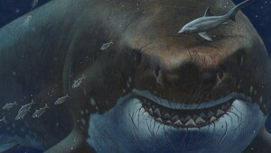 Мегалодон: история открытия морского монстра