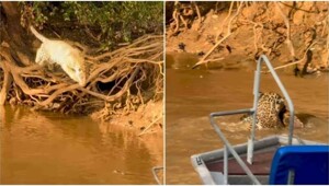 Ягуар атакует аллигатора: туристы стали свидетелями редкой сцены