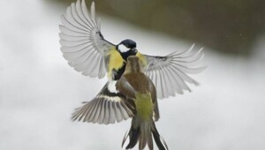 Намешалось