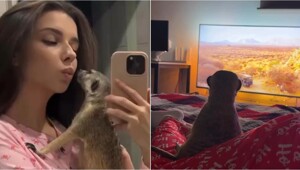 Домашний сурикат увидел по телевизору Африку, и его реакция тронула пользователей