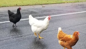 На общую тему&nbsp;