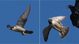 Сапсан: мастер аэродинамики в мире пернатых хищников