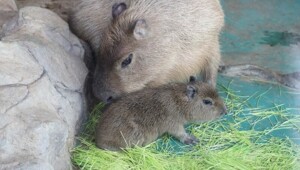 Московский зоопарк установил мировой рекорд по числу представленных видов животных