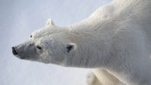 «Бросил тюленей и начал бегать по утрам»: белые медведи внезапно стали размера XXL