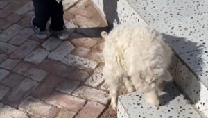 Оскар этому парню: в Китае ягненок придумал верную стратегию, чтобы его не купили