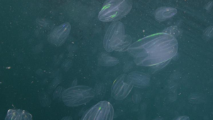 Слизистый апокалипсис в Венеции: Каналы захватили медузы с исчезающим анусом