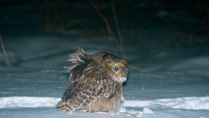Рыбный филин: гигантская сова из тайги