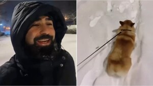 «Давай купим собачку!»: зимняя комедия в реальной жизни