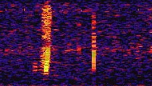 Что издавало таинственный звук Bloop в Точке Немо?