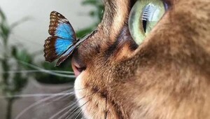 &nbsp;Намешалось&nbsp;