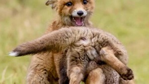 Не ищите здесь смысл. Здесь в основном маразм