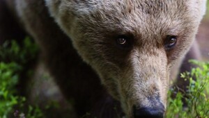 Валттери Мулкахайнен и его медведи-1