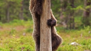 Валттери Мулкахайнен и его медведи-2